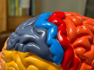 Brain Scientific Model